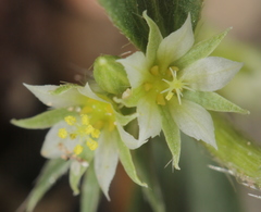Ditaxis serrata