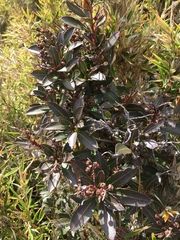 Pieris japonica taiwanensis