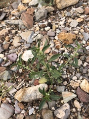 Ditaxis serrata