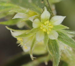 Ditaxis serrata
