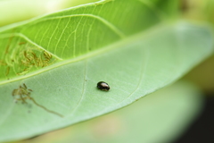 Chaetocnema confinis