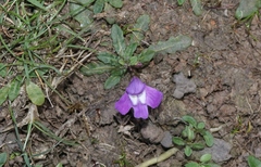 Mazus pumilio