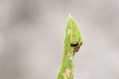 Chaetocnema confinis