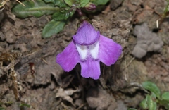 Mazus pumilio