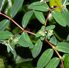 Euphorbia atoto