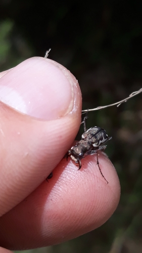 Cicindelidae