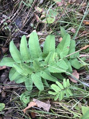 Sanguisorba canadensis