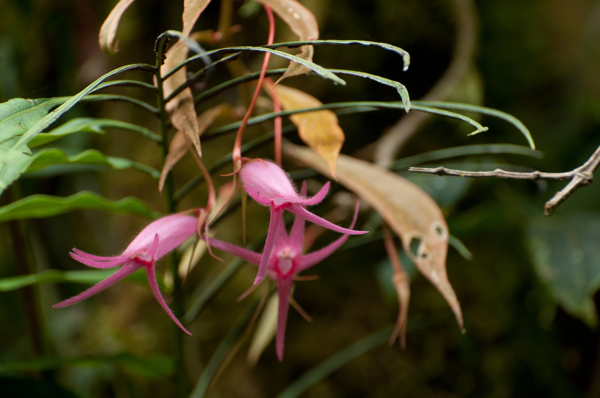 Columnea filipes