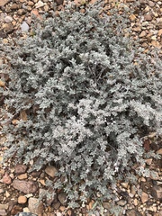 Tiquilia mexicana