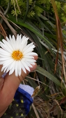 Celmisia graminifolia