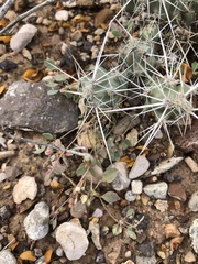 Drymaria pachyphylla