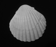 Argopecten ventricosus