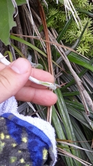 Celmisia graminifolia