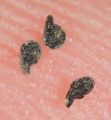 Drymaria pachyphylla