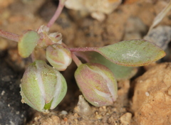 Drymaria pachyphylla