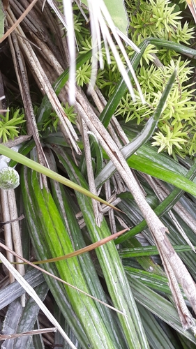 Image of Celmisia graminifolia by no rights reserved