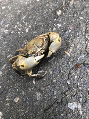 Chasmagnathus convexus
