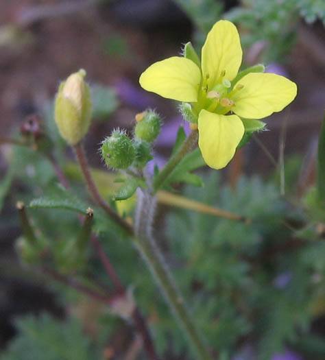 Tropidocarpum capparideum
