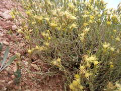 Ericameria discoidea discoidea