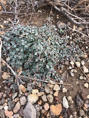 Euphorbia cinerascens