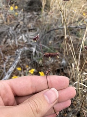 Bouteloua ramosa