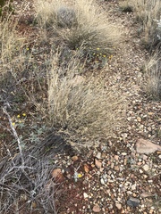 Bouteloua ramosa