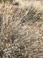 Bouteloua ramosa