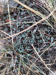 Euphorbia cinerascens