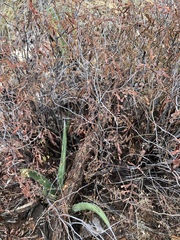 Acaciella angustissima texensis