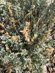 Atriplex acanthocarpa