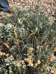 Atriplex acanthocarpa