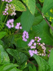 Fleischmannia pycnocephala, photograph (c) Noland Martin, some rights reserved (CC BY)