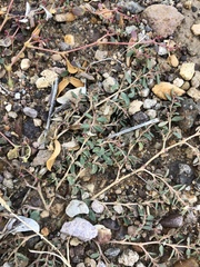 Euphorbia abramsiana