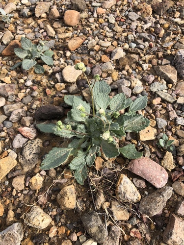 Psathyrotopsis