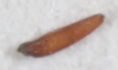 Eragrostis intermedia