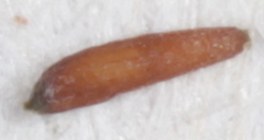 Eragrostis intermedia