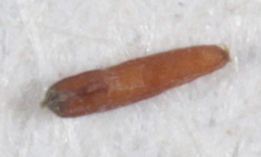 Eragrostis intermedia