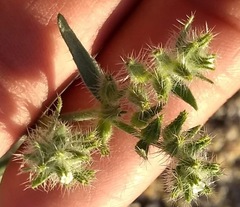 Johnstonella costata