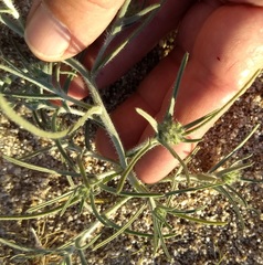 Johnstonella costata