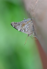 Historis acheronta