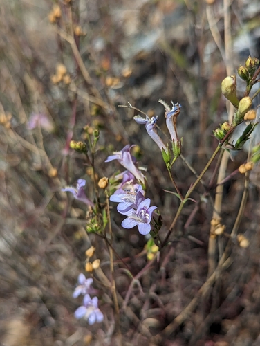 Image of Riggins Penstemon (Penstemon triphyllus) by (c) My-Lan Le, some rights reserved (CC BY)