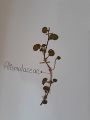 Trimezia steyermarkii