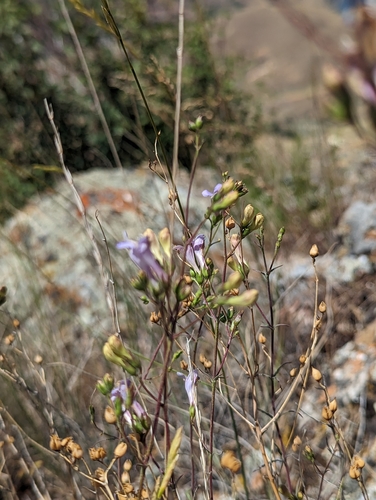 Image of Penstemon triphyllus by (c) My-Lan Le, some rights reserved (CC BY)