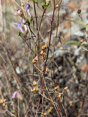 Image of Riggins Penstemon (Penstemon triphyllus) by (c) My-Lan Le, some rights reserved (CC BY)