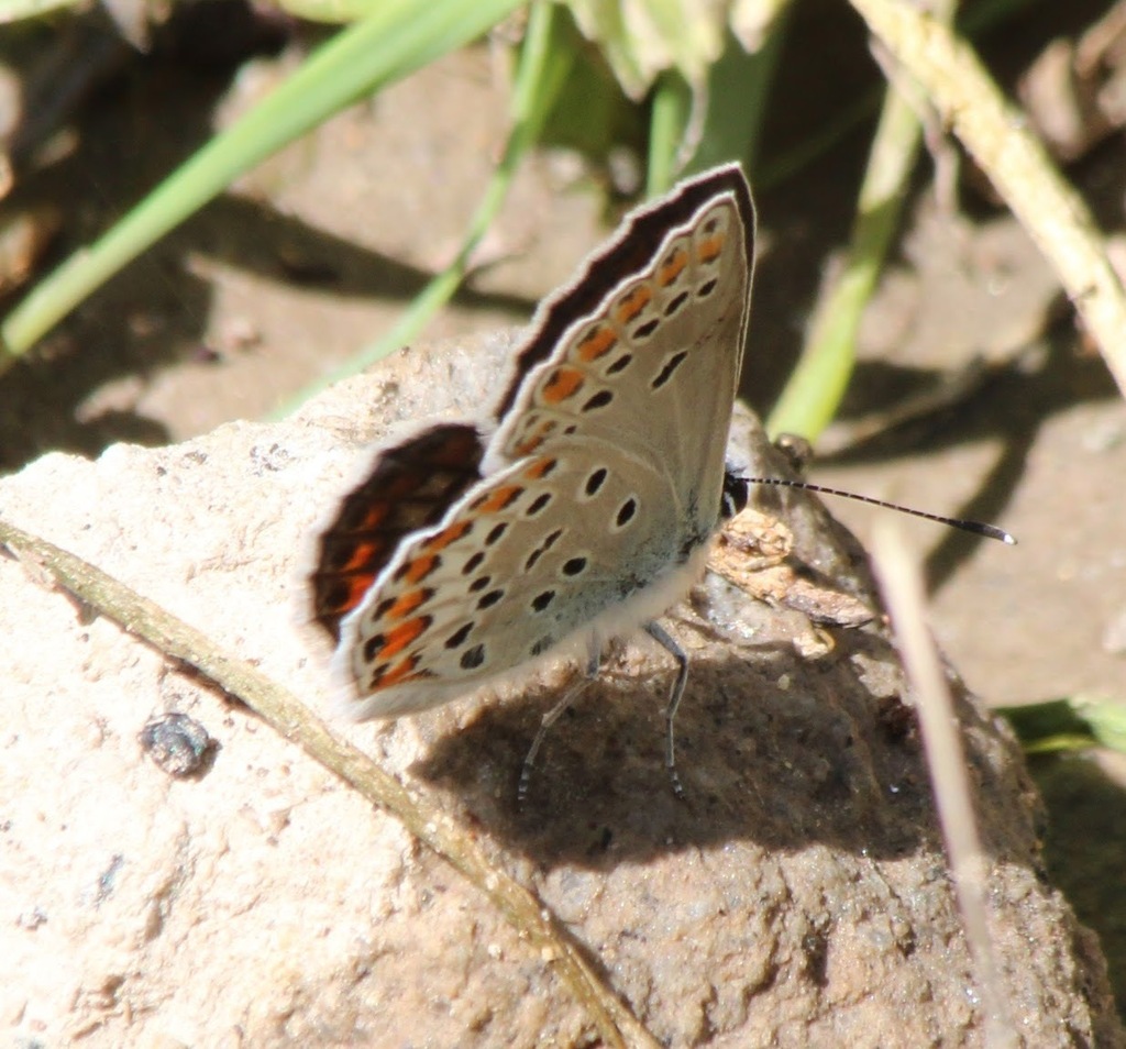 Polyommatus carmon