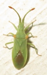 Brotheolus viridis