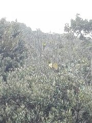 Atlapetes pallidinucha