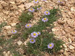 Erigeron ursinus