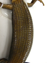 Northern Alligator Lizard photo 3