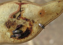 Oxycarenus